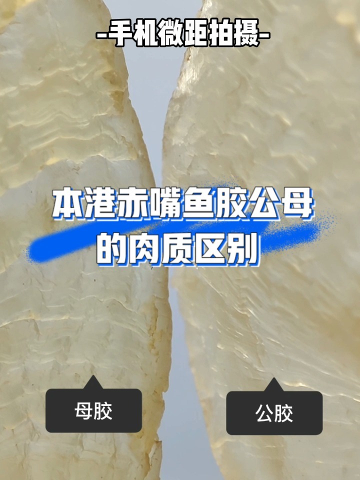本港赤嘴鱼胶公母的肉质区别