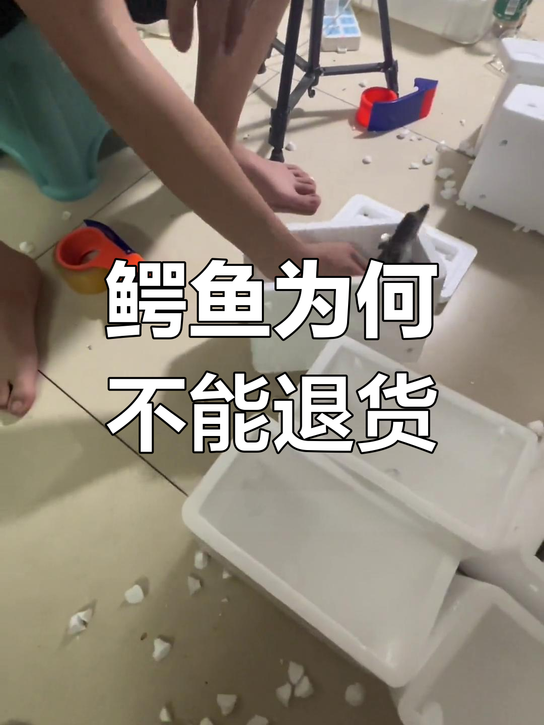 为什么鳄鱼活体不支持退换?运输风险全解析