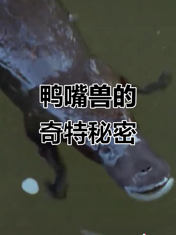 鸭嘴兽:丑萌却致命的缝合怪,竟有25种性别!