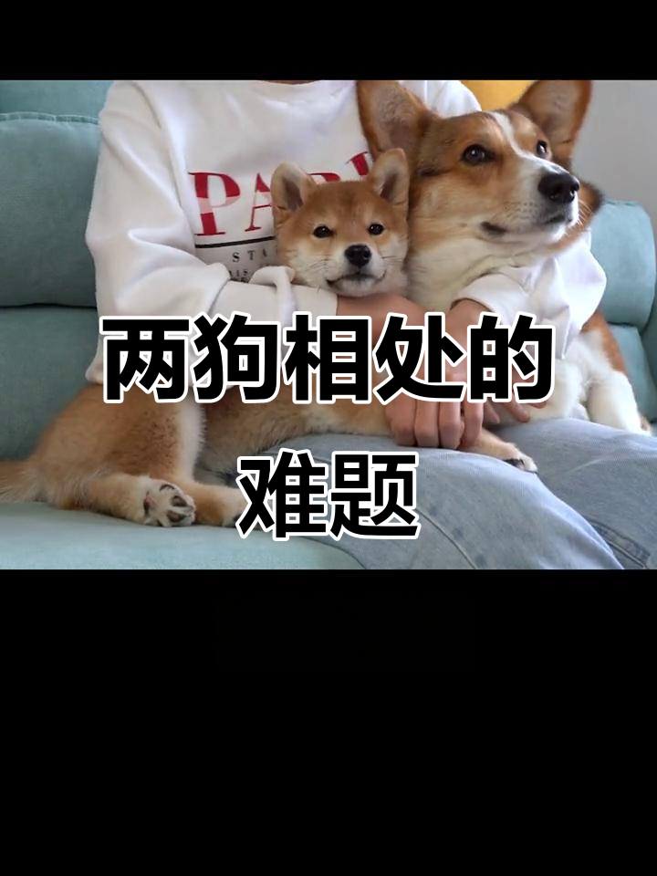 柯基与柴犬的“爱”与“战斗”,如何让它们和平相处?