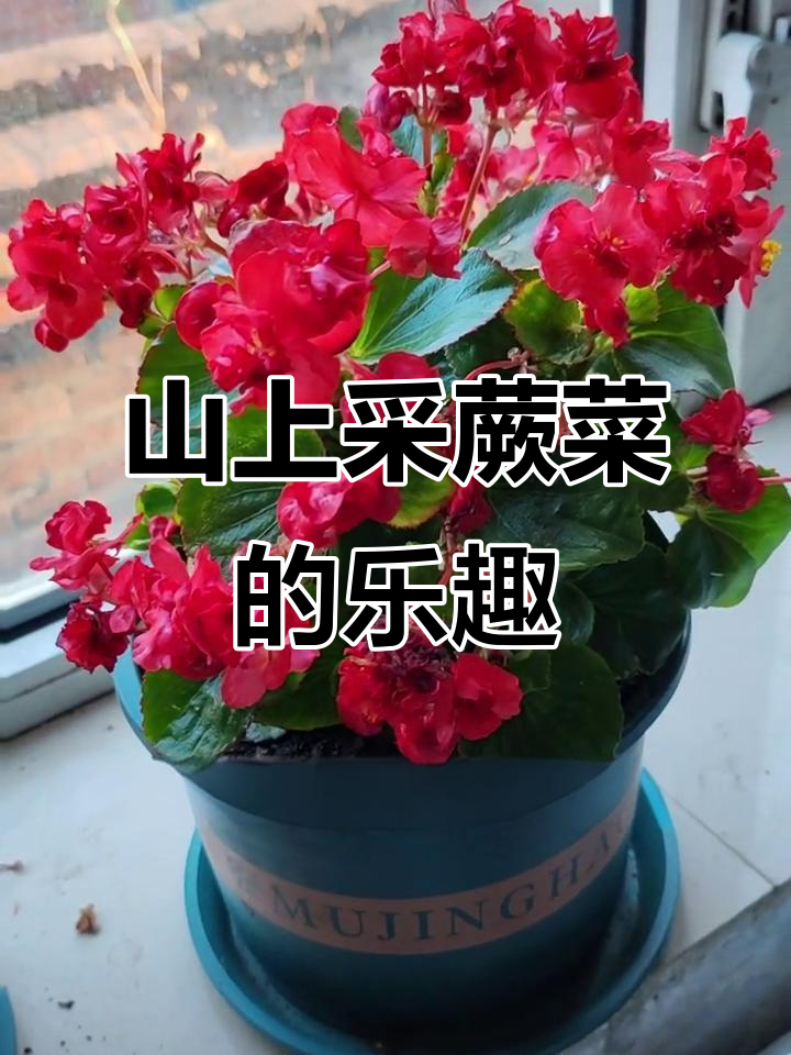 大山里的季节采摘,蕨菜、玻璃翠花全都有