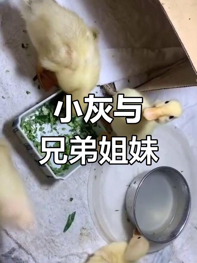 灰色小鸭的成长故事