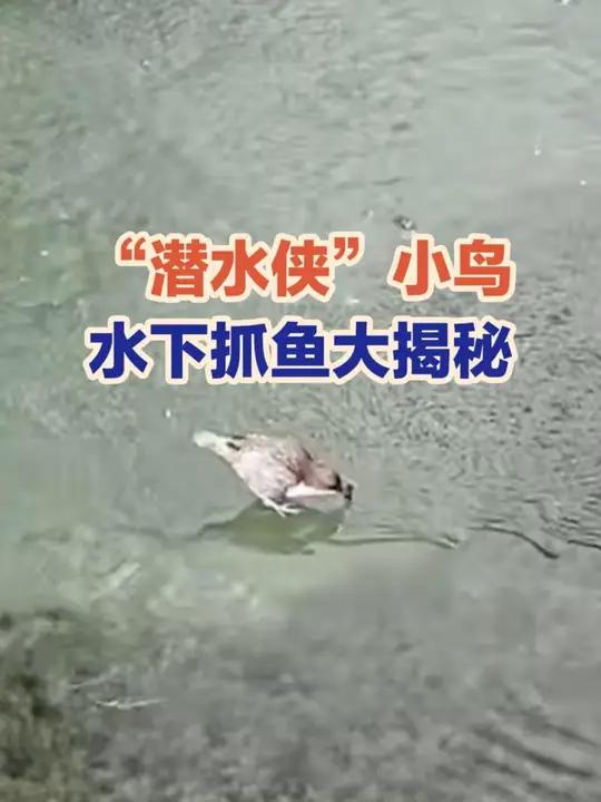 12月4日(采访),四川阿坝,这只小鸟不仅能上天,还能入水捕鱼,网友拍到的这一幕简直让人惊