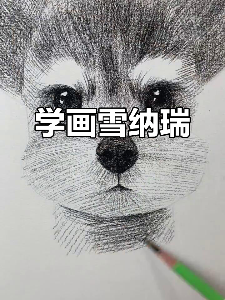 雪纳瑞素描技巧大揭秘,轻松画出可爱卡通形象