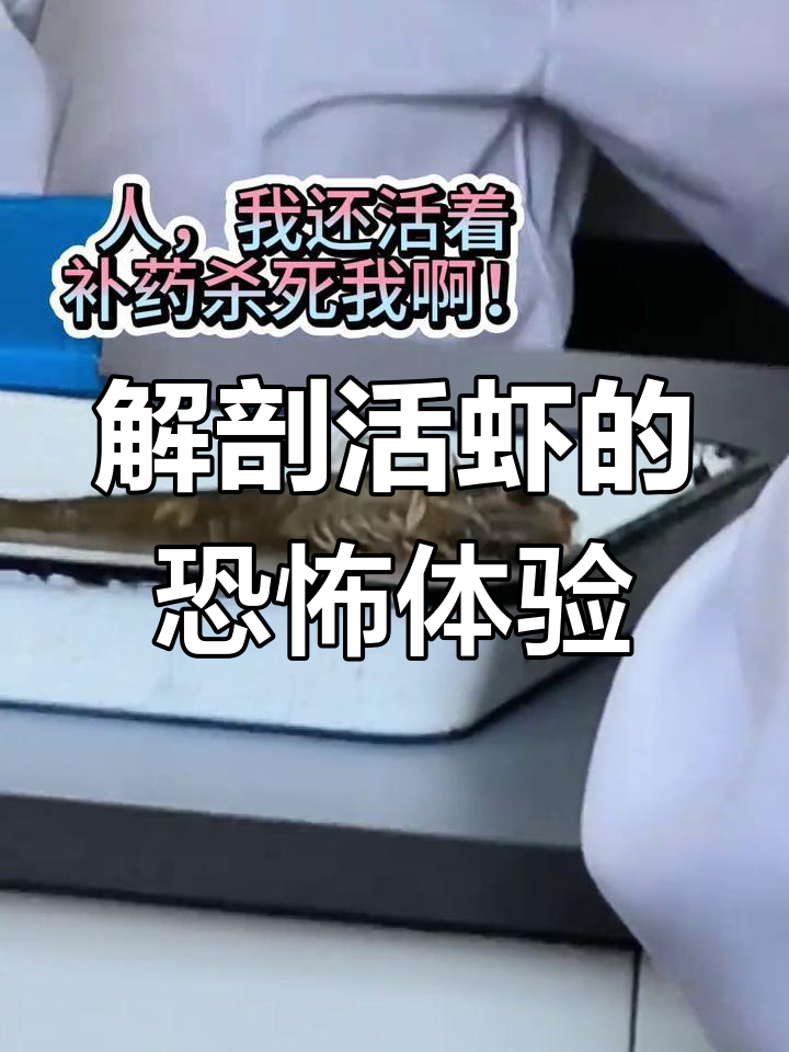 解剖活虾,原以为只是学术探索,结果成了惊悚对决