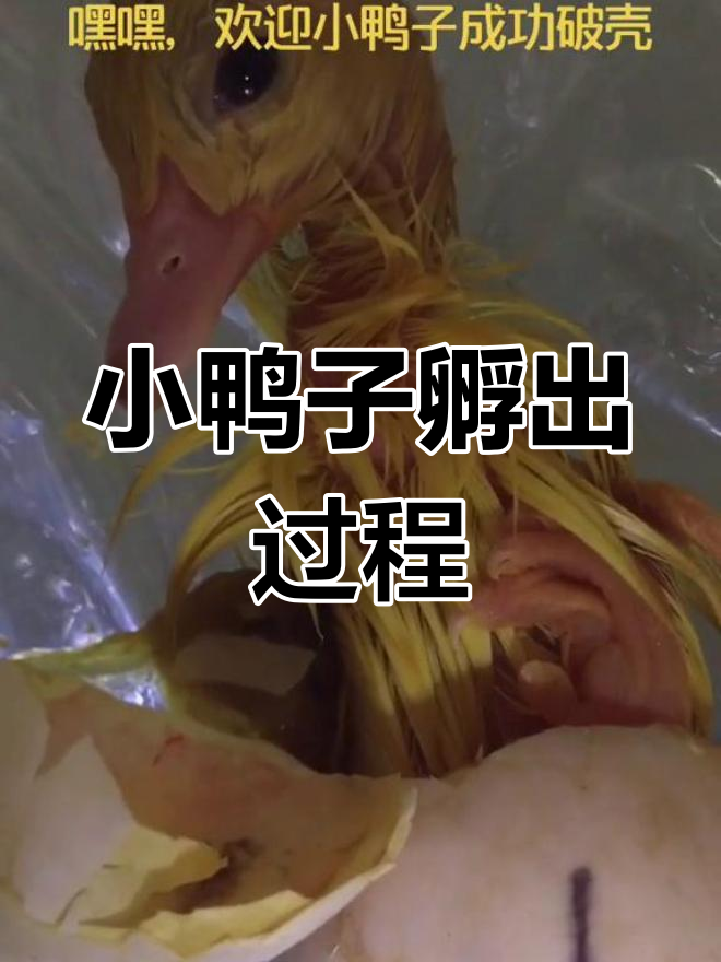 鸭蛋孵化全过程揭秘