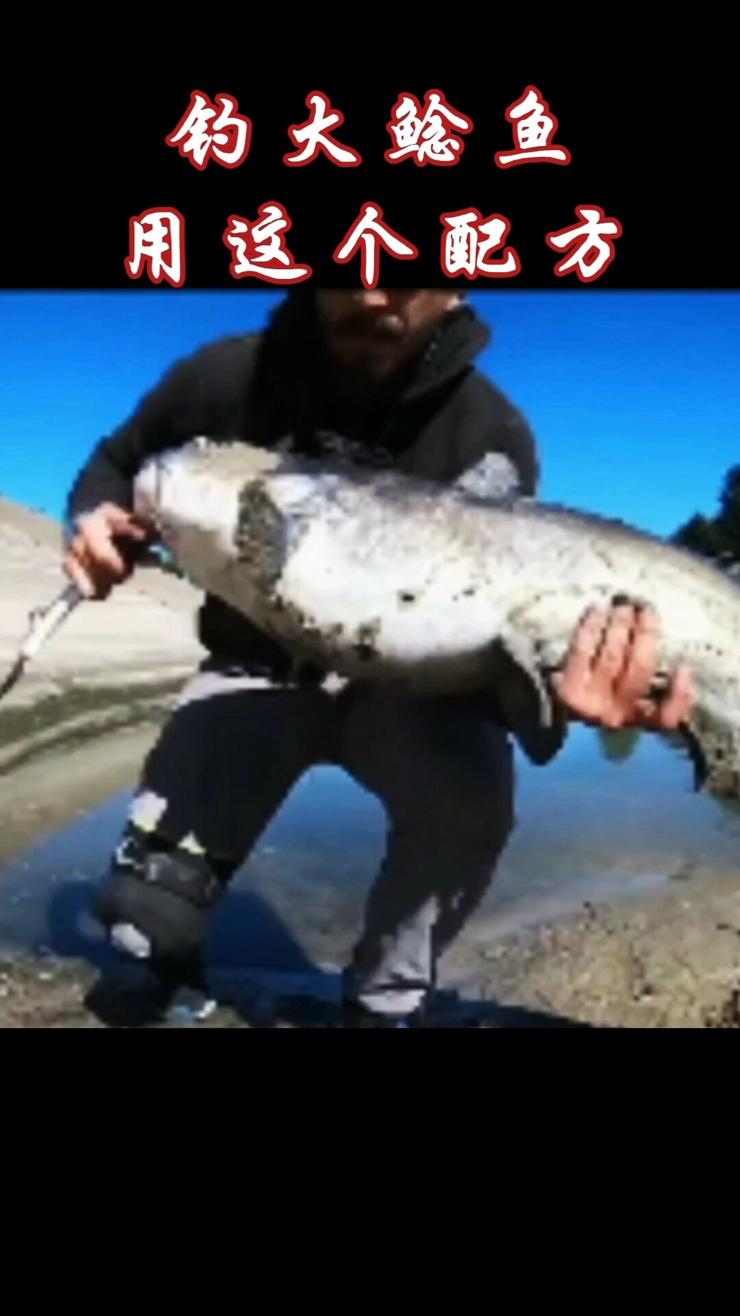 钓鲶鱼用这个配方