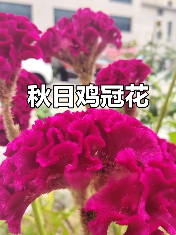 秋季鸡冠花绽放,鲜艳如火,象征着希望与幸福