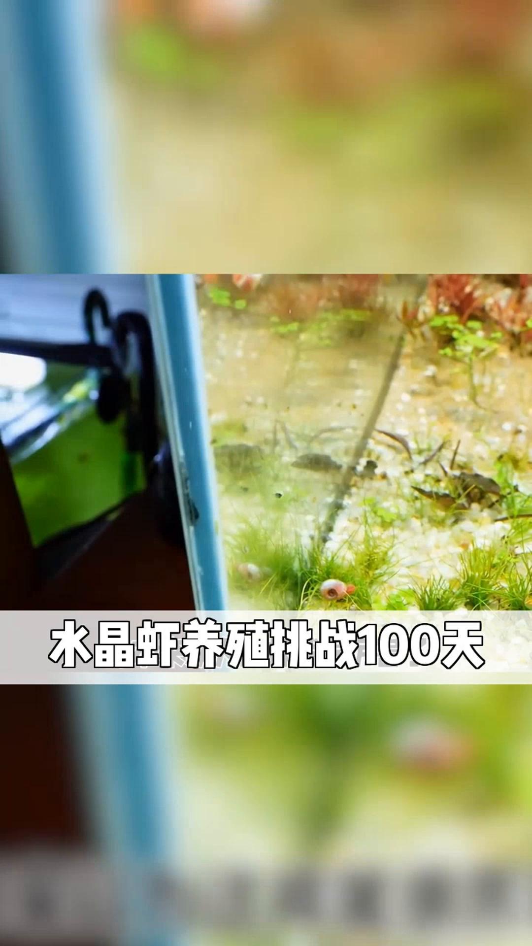 水晶虾养殖挑战100天