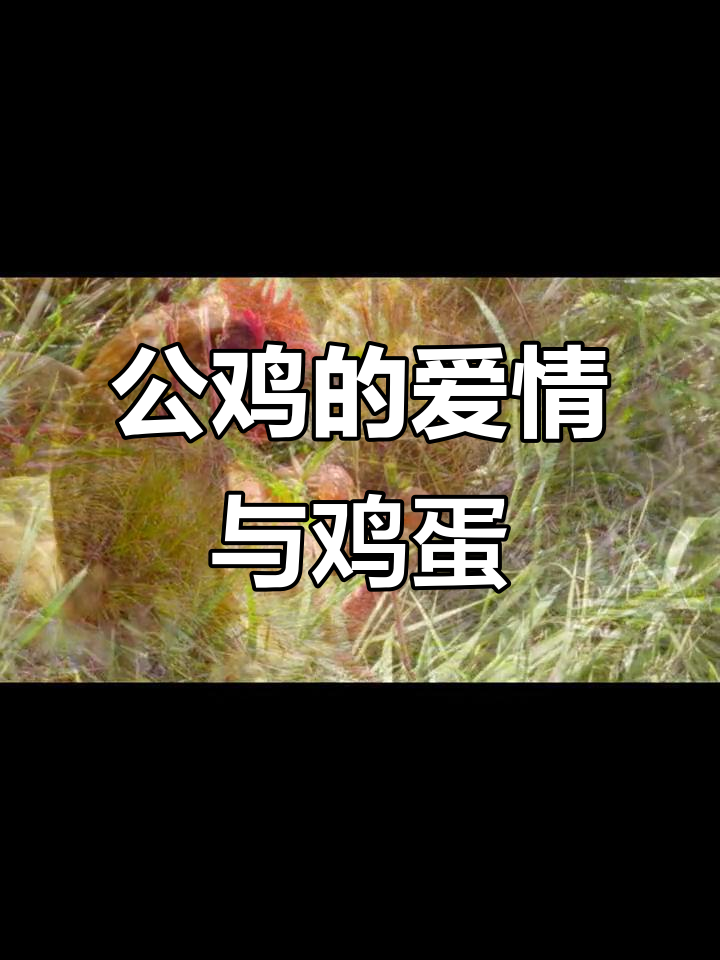 公鸡下蛋的奇异故事,等待六个月的爱情考验