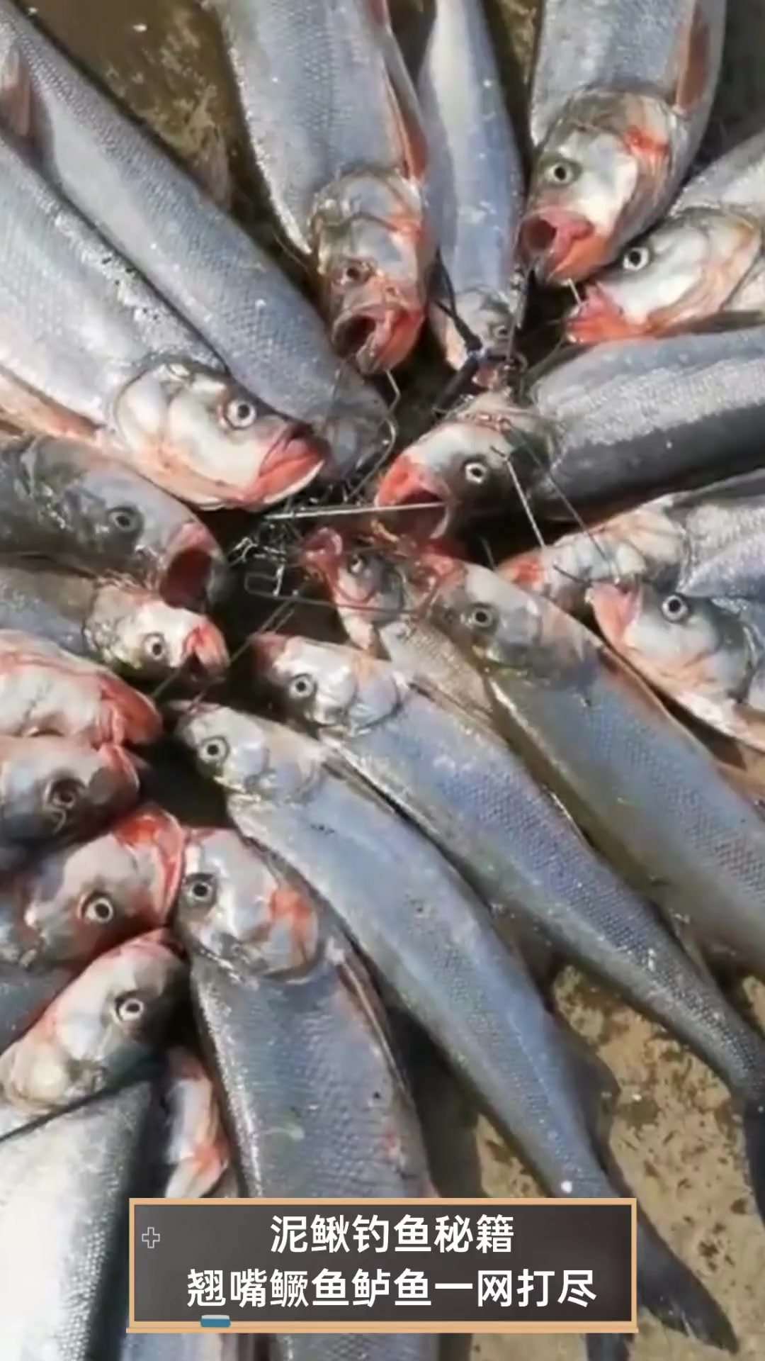 泥鳅钓鱼秘籍翘嘴鳜鱼鲈鱼一网打尽