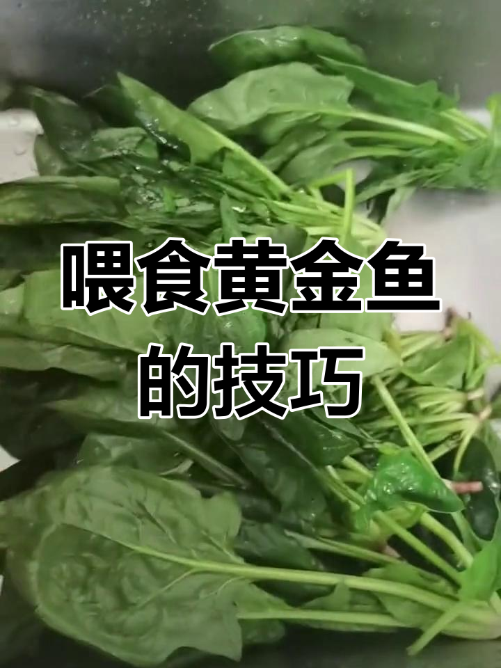 黄金大胡子与孔雀鱼,菠菜喂养需煮多久?