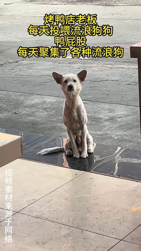 喜欢烤鸭的小狗狗们 狗狗