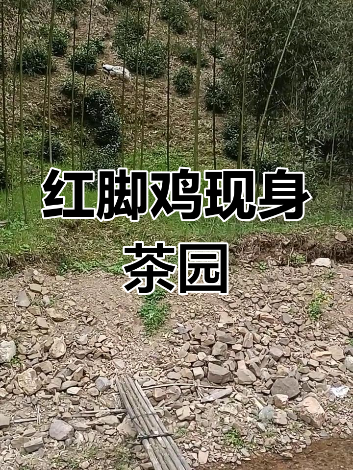 茶叶地里的红脚鸡,国家二级保护动物