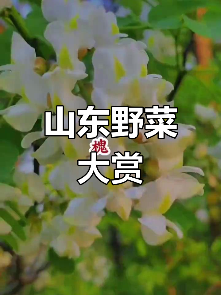山东人吃野菜的季节,这些美味你尝过吗?