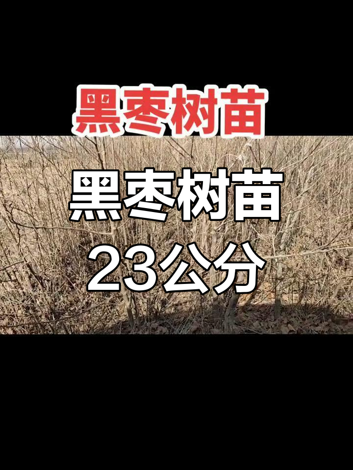 23公分黑枣树苗介绍