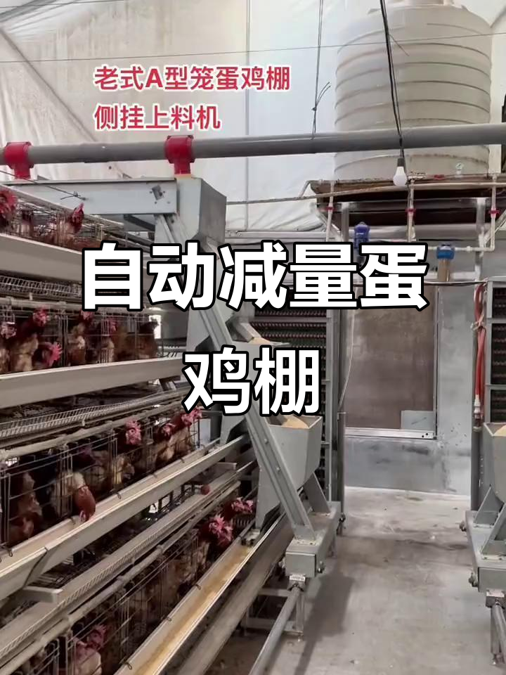 河南天城温室大棚:自动化蛋鸡养殖新模式,3列4层阶梯笼设计