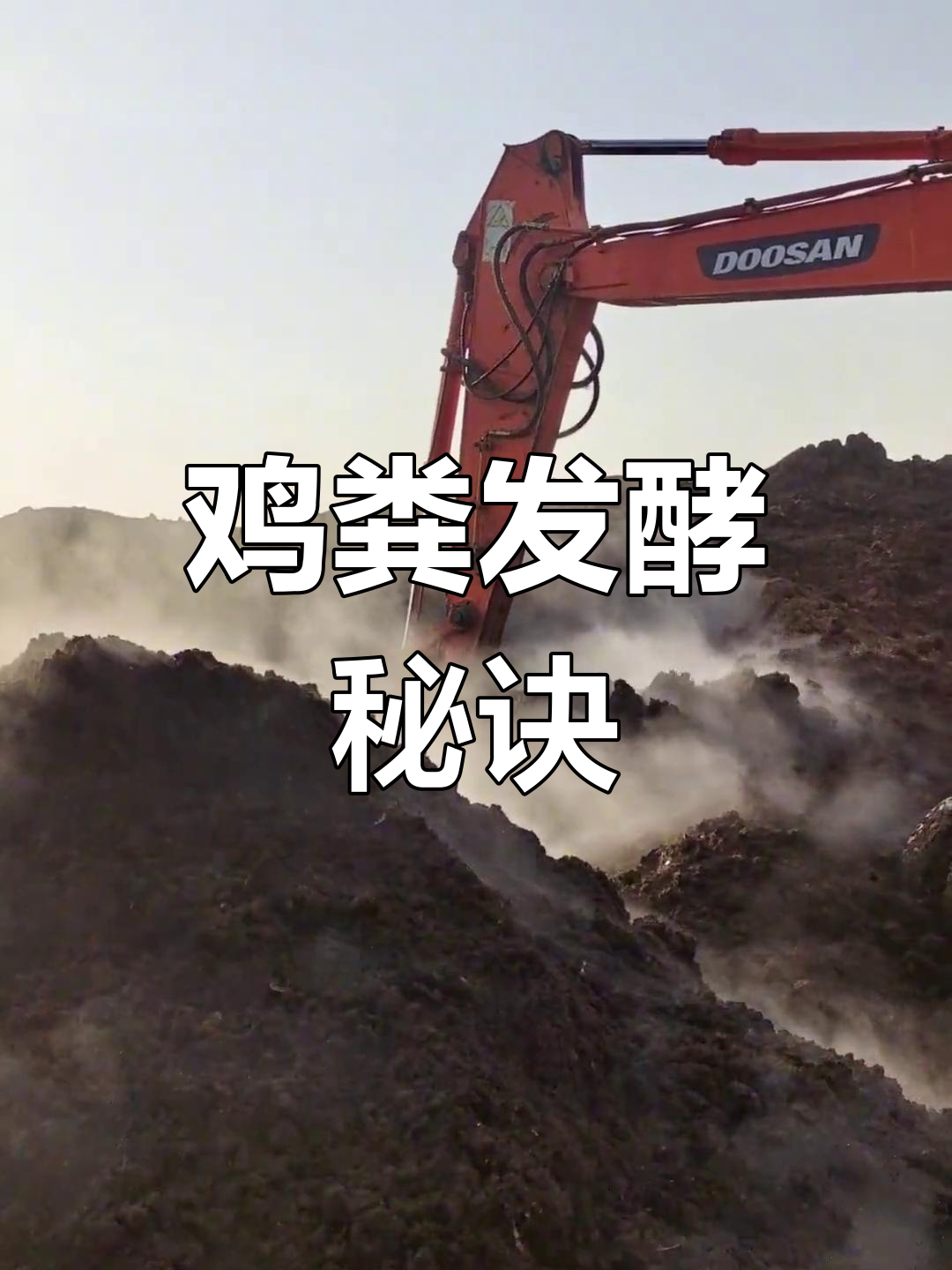 发酵鸡粪与晒干效果大不同,时机掌握至关重要