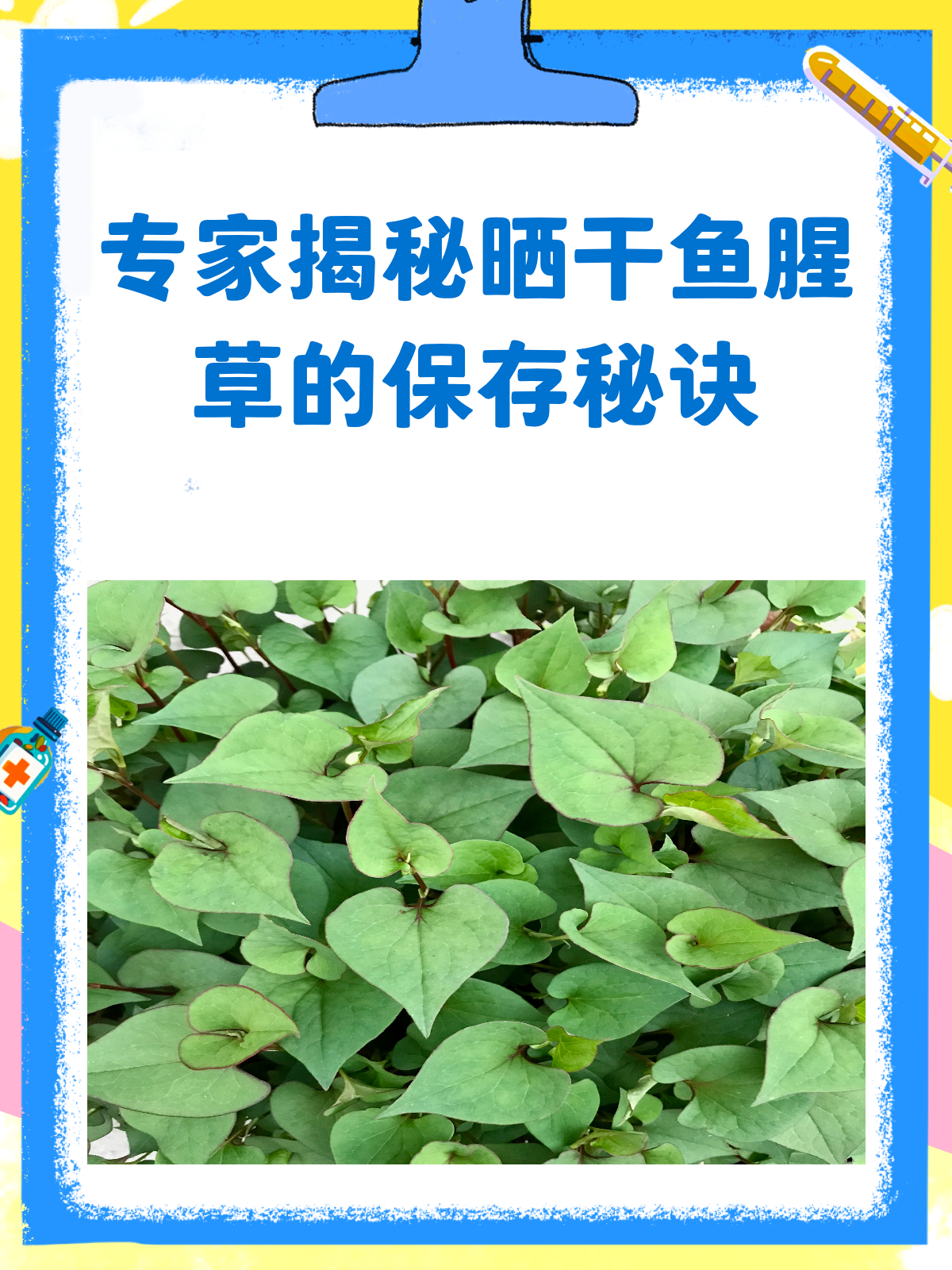 晒干鱼腥草怎么存？专家教你小妙招！