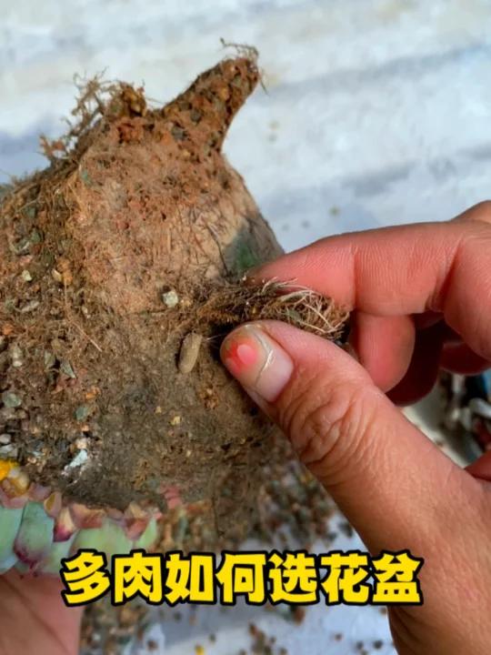 多肉如何选花盆