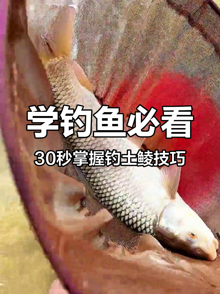 短子线钓法揭秘,轻松捕捉土鲮鱼