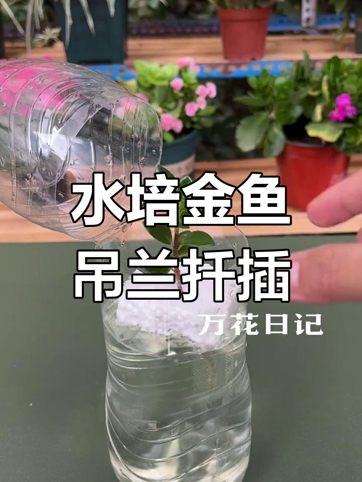 金鱼吊兰水培扦插技巧,轻松快速生根