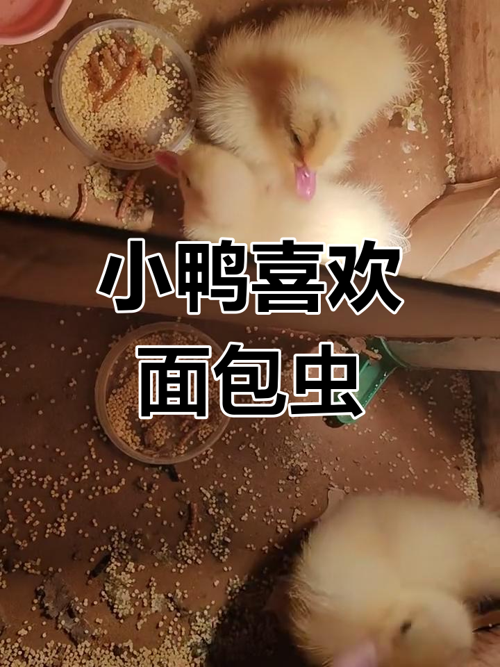 小鸭尊嘟超爱吃面包虫,萌态十足