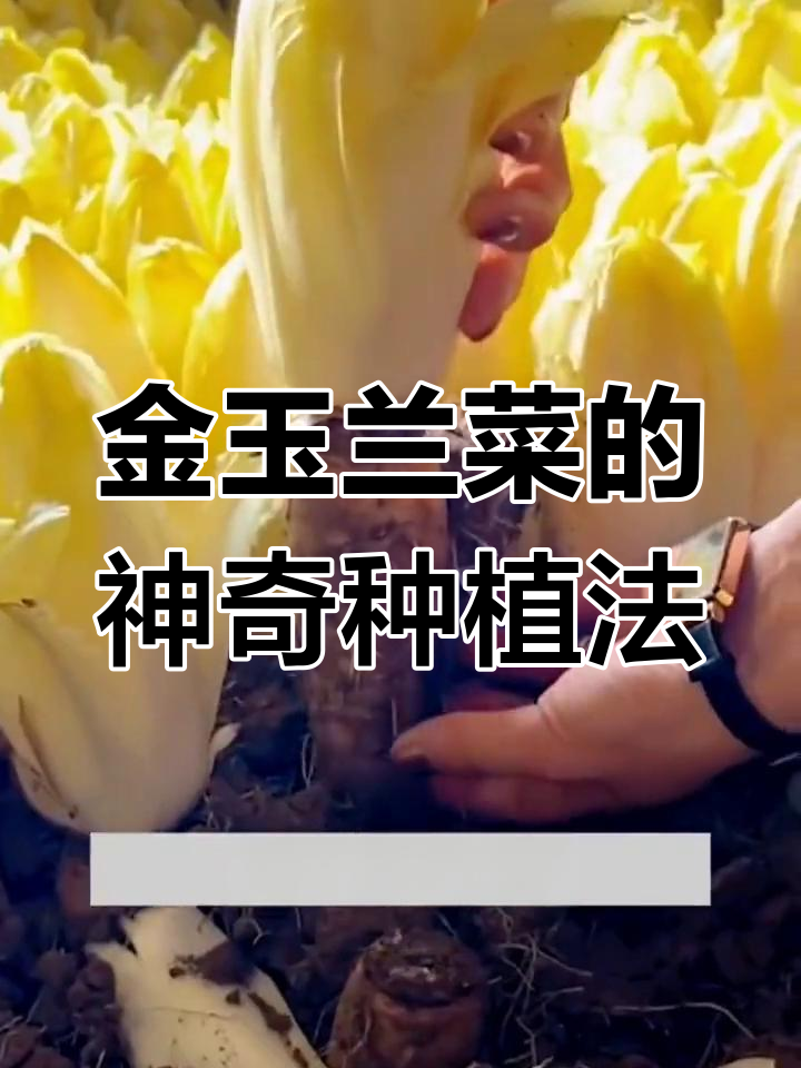欧洲贵族蔬菜,金玉兰菜:种一次就能收获美味娃娃菜