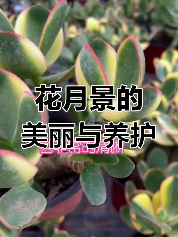 巨型花月锦:叶片色彩多变,玉树质感强