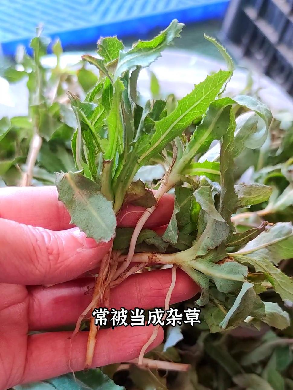 应粉丝朋友们要求,给他们发苦曲菜一定要带根,这两天就给我们农村老奶奶们安顿了,按照要求给大