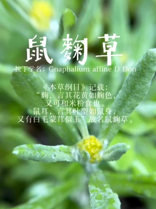 可制作清明团的植物之-鼠麴草