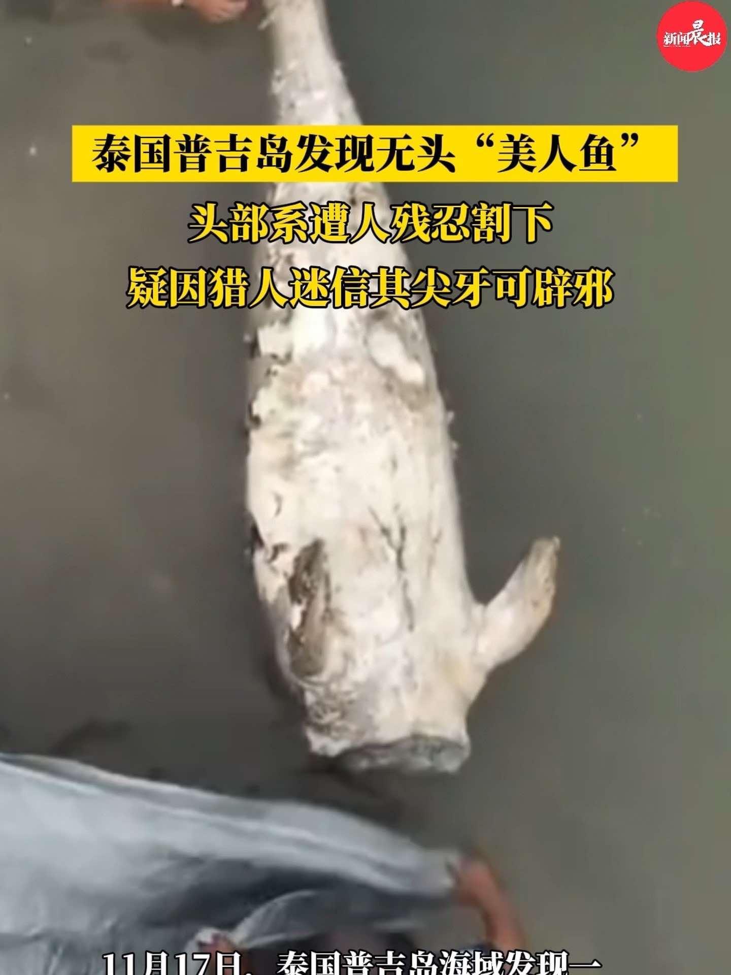 泰国普吉岛发现无头美人鱼,头部系遭人残忍割下,疑因猎人迷信其尖牙可辟邪 美人鱼 儒艮 政媒