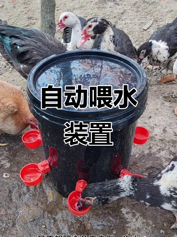 农村大叔发明自动饮水器,鸡鸭鹅鸽子都能用