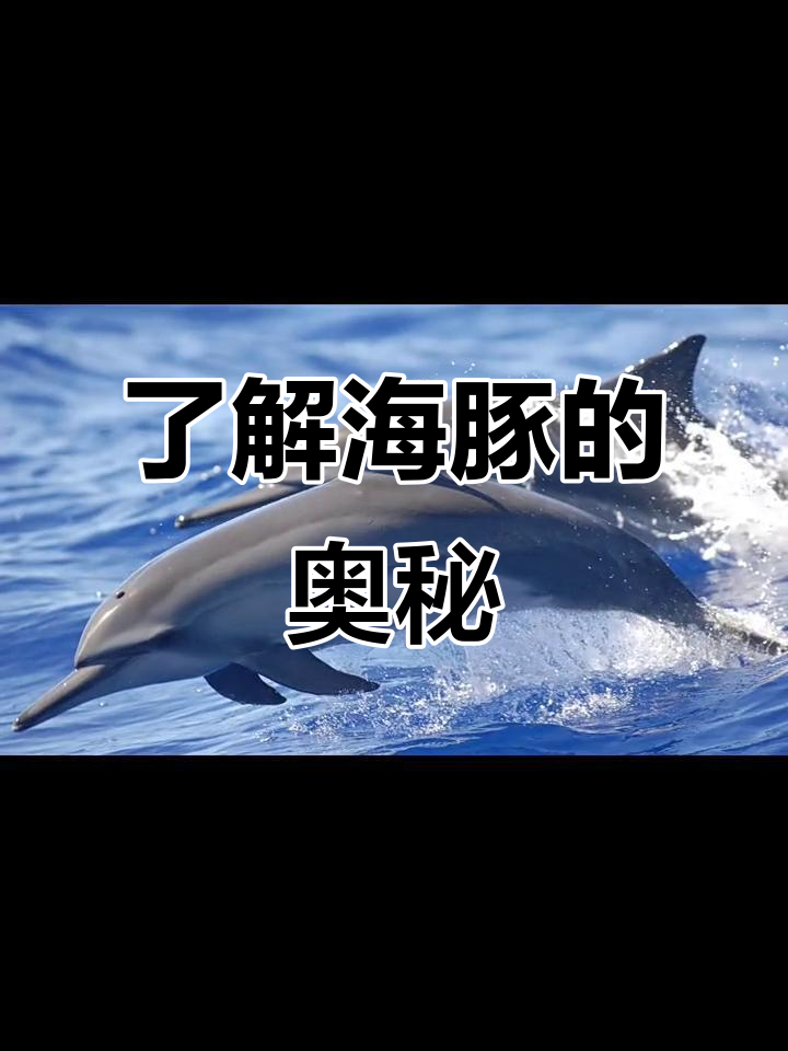 海豚:海洋中的智慧精灵,与人类共舞的神奇动物