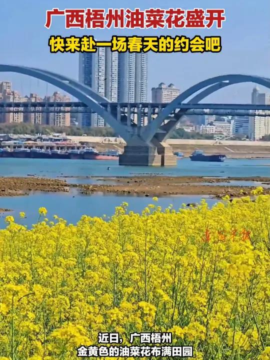 广西梧州油菜花盛开,快来赴一场春天的约会吧