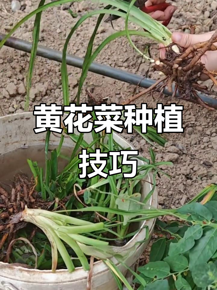 秋季种黄花菜,来年6月开花不难