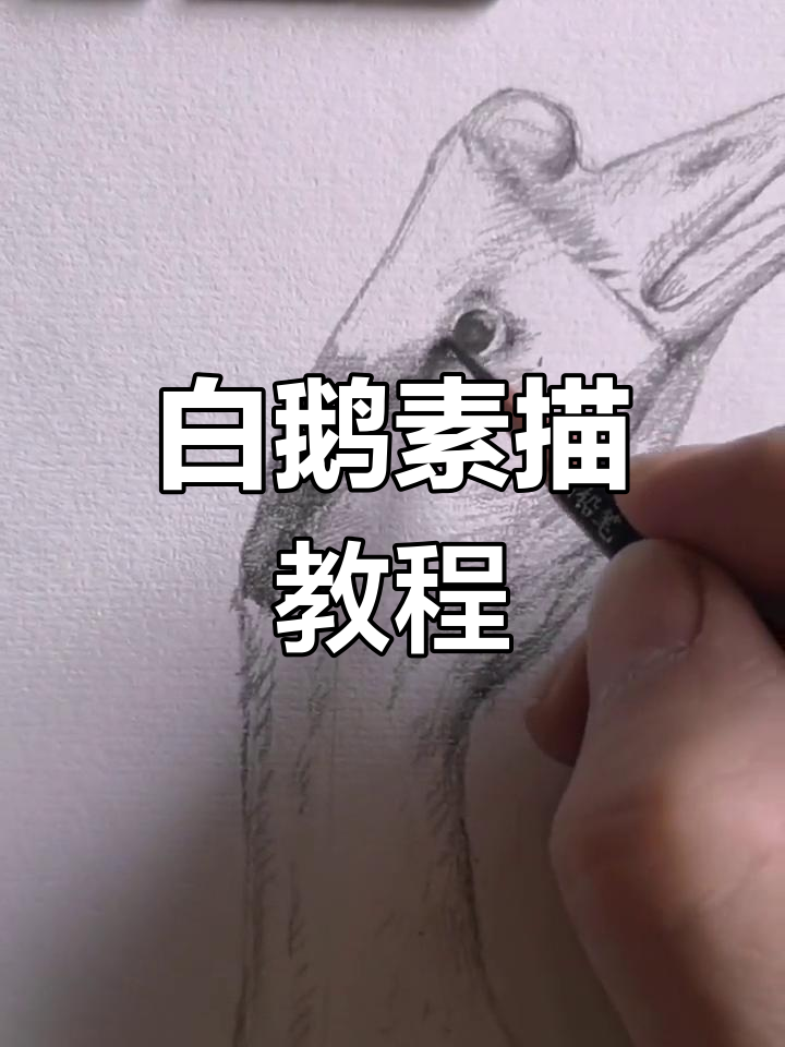 素描绘制白鹅技巧