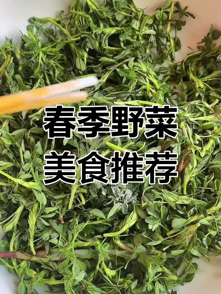 春天必吃苜蓿菜团子,鲜香美味不容错过!