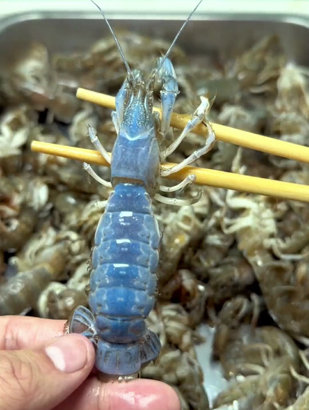 咱就是说，泸沽虾为啥有一股子洗衣粉味儿？潮汕生腌