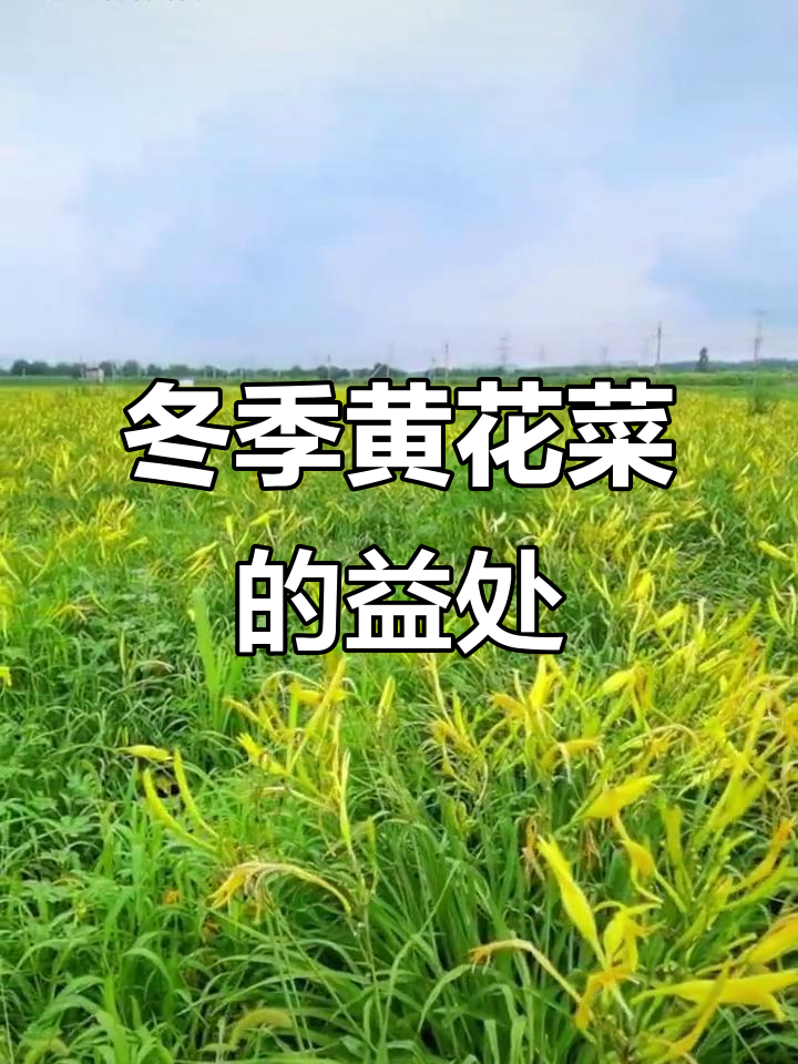 黄花菜:忘忧草的神奇功效,秋冬必吃!