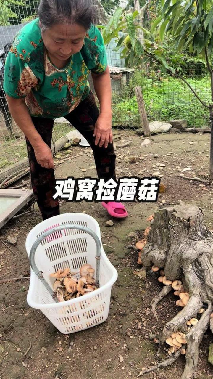 鸡窝里树根长满榛蘑，一把把采太过瘾！