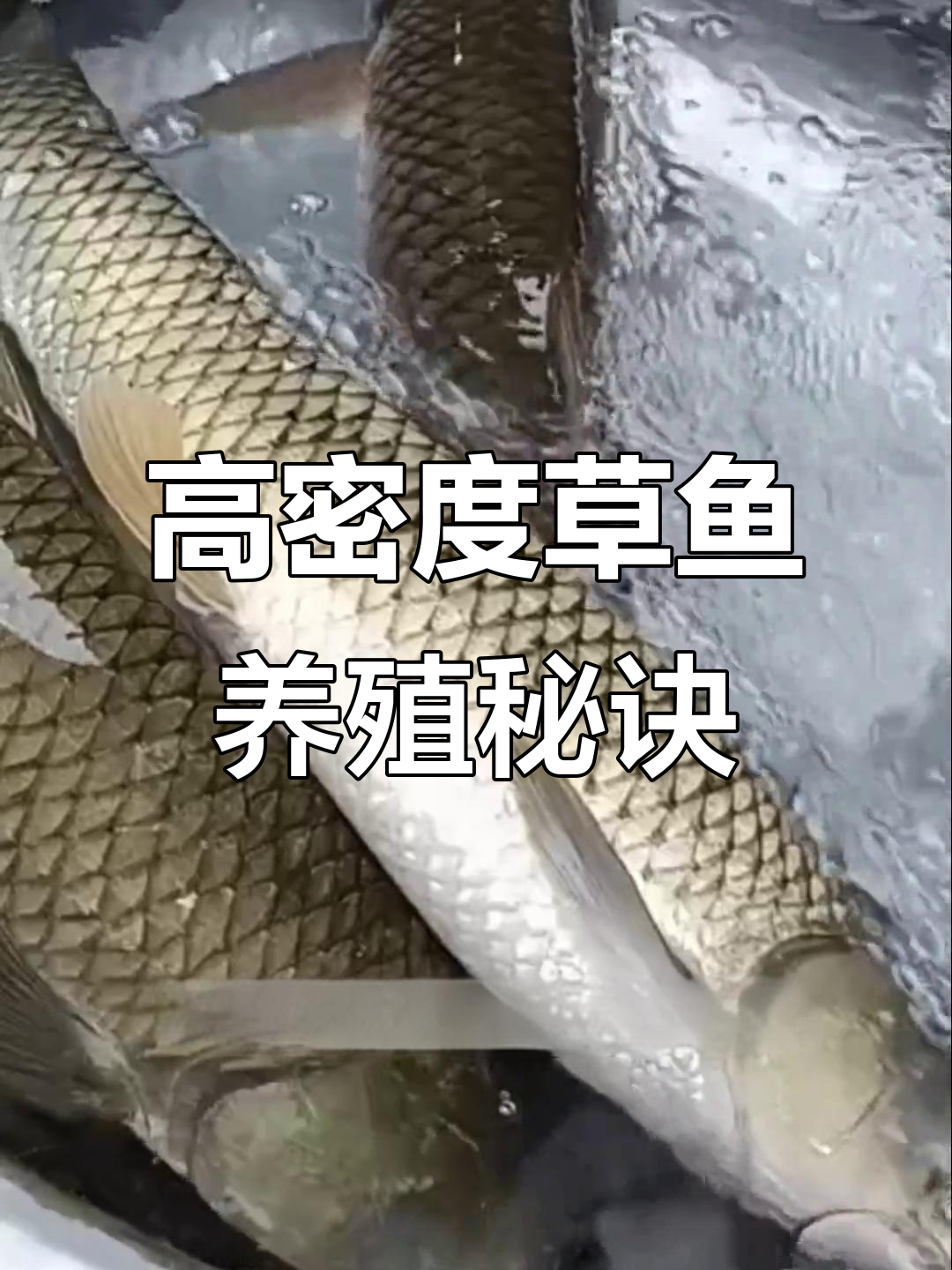 草鱼不喂饲料也能养,高密度养殖技巧大公开