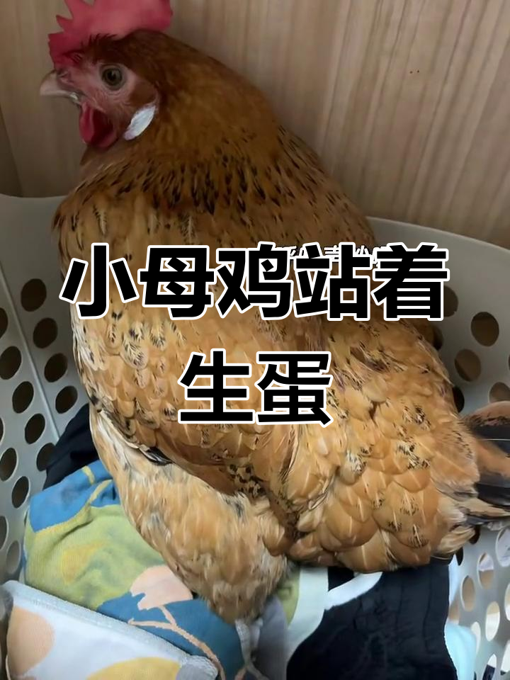 母鸡下蛋全过程:站立、用力、翅膀抖动,竟然这么有趣!