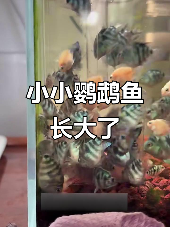 宝蓝迷你鹦鹉鱼成长记:从小瓶子到宽敞新家