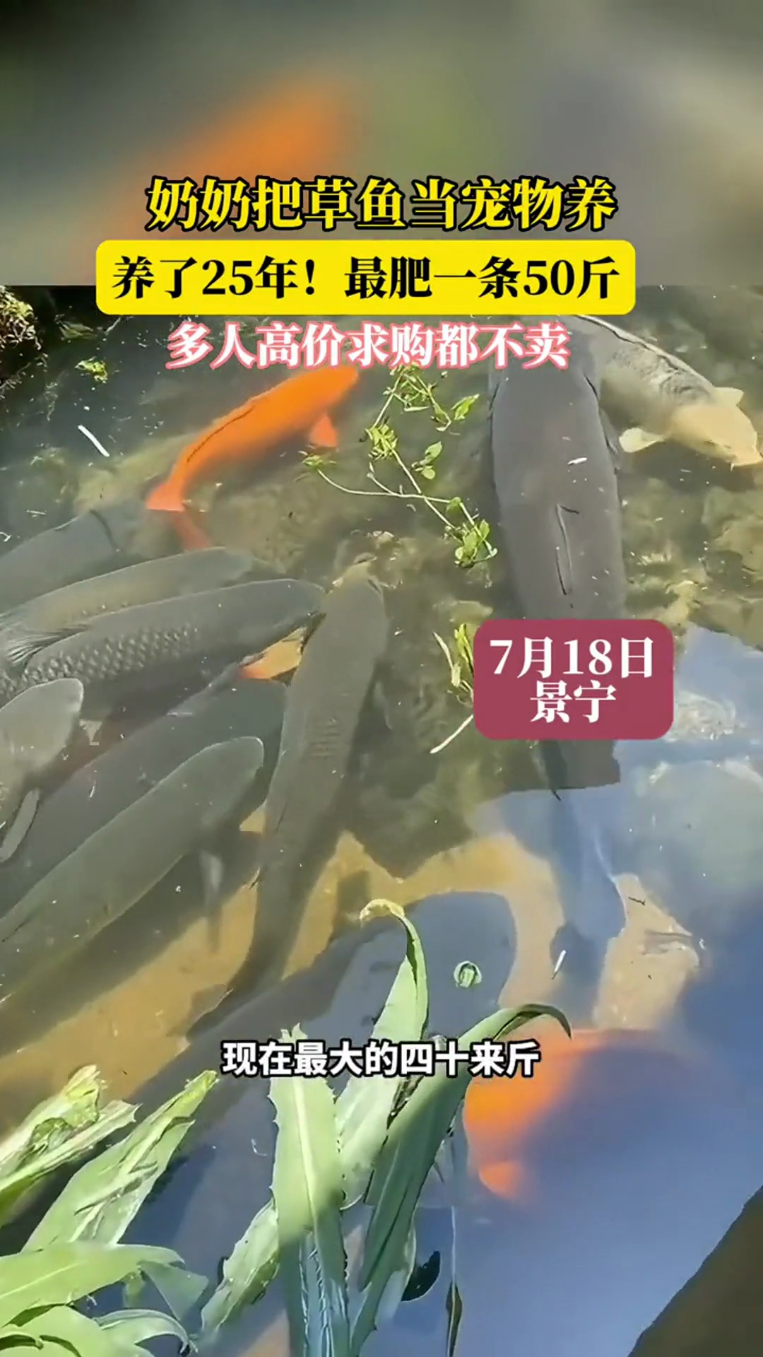 奶奶把草鱼当宠物养 养了25年!最肥一条50斤 多人高价求购都不卖 生命力顽强的鱼