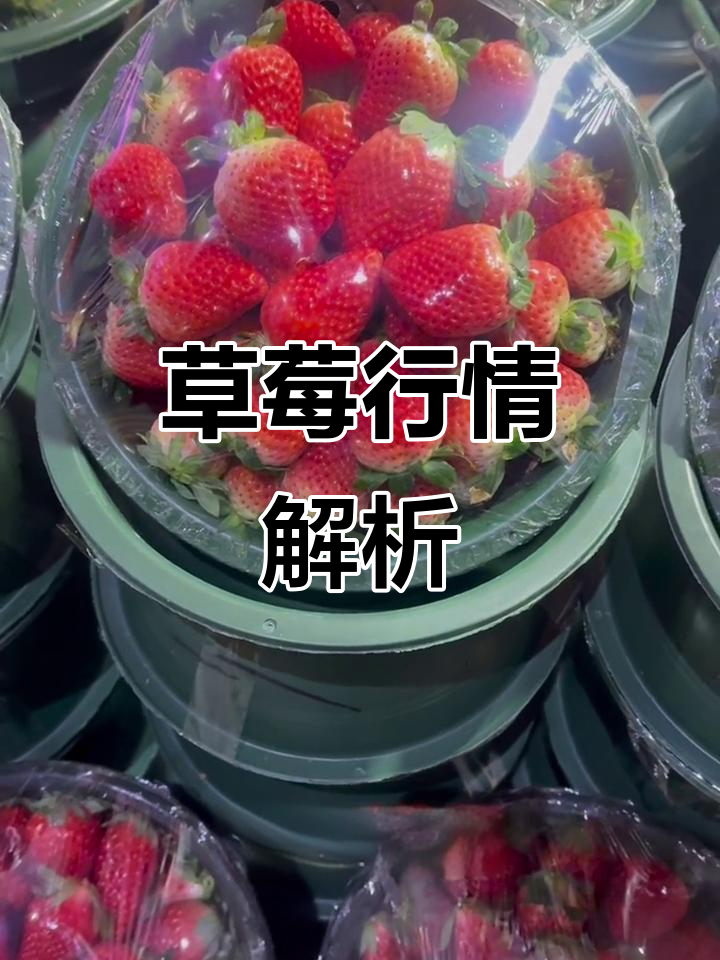 草莓价格大揭秘,白雪公主与巧克力的奇妙对比
