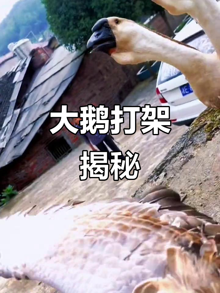 谁说大鹅不打架?看看它们激烈对决,真是出乎意料!