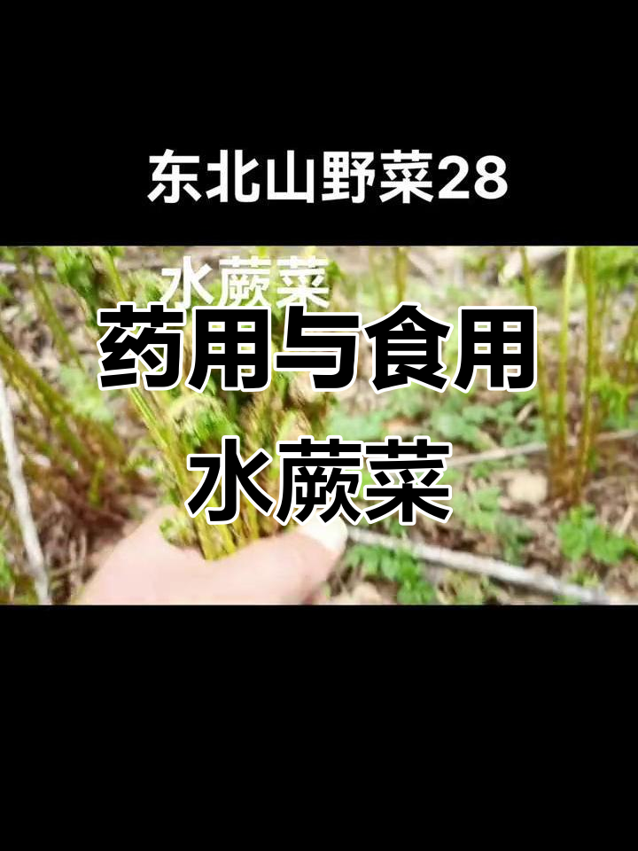 水蕨菜:生长在阴凉潮湿环境,药食两用草本植物