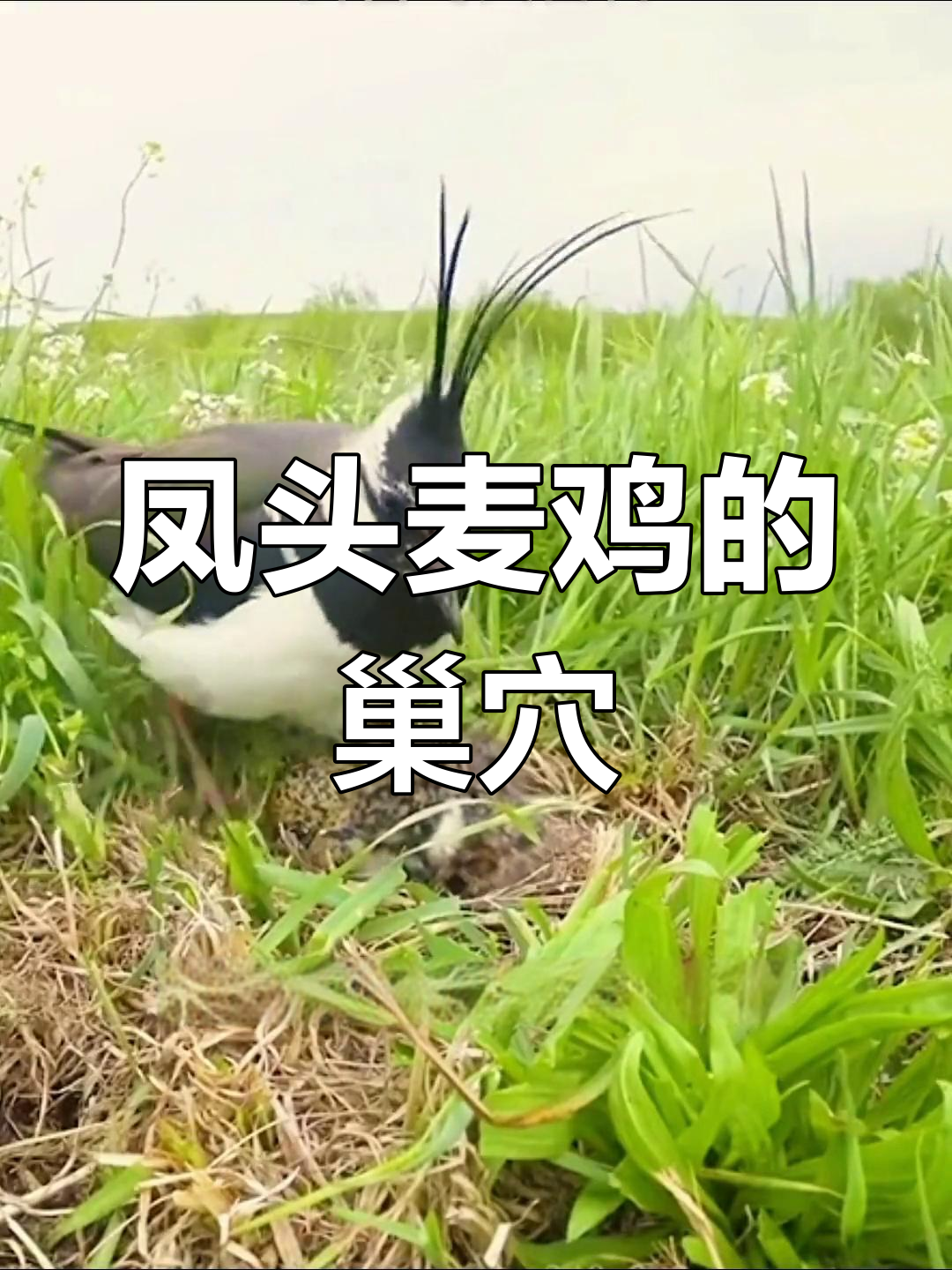 凤头麦鸡巢穴揭秘:简单却巧妙的生育策略