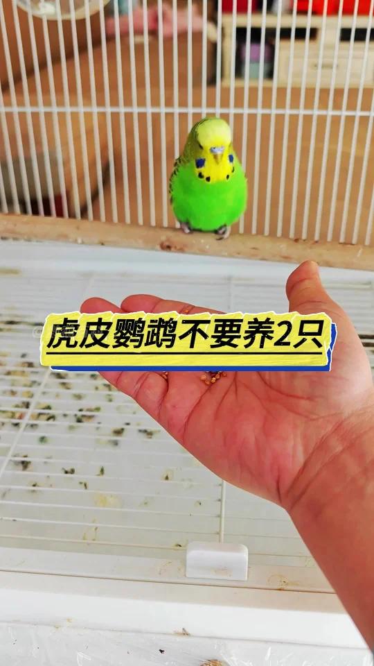 虎皮鹦鹉不要养两只,原因有以下几点   
